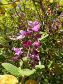 Image result for Syncolostemon