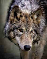 Young Wolf Photograph Young Wolf By Wes And Dotty Weber Wolf Photography Wolf Dog Wolf Photos