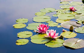 Image result for Nymphaea lotus