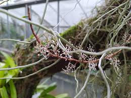 Image result for Solenangis