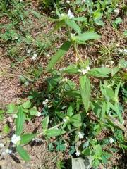 Image result for Tarenna leonardii