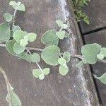 Image result for Helichrysum lineare