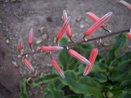 Image result for Aloe suffulta