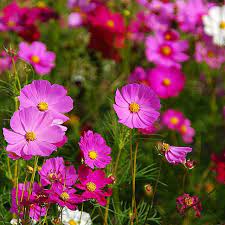 Cosmo Flower Pesquisa Google Cosmos Flowers Lily Flower Seeds Cosmos Flower Pictures