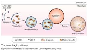 They may fall frequently and be considered clumsy. The Pathogenesis Of Niemann Pick Type C Disease A Role For Autophagy Expert Reviews In Molecular Medicine Cambridge Core