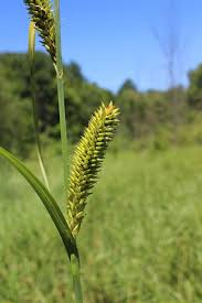 Image result for Carex lycurus