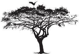 Pin On Arboles De Africa