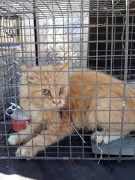 Usually known as the most difficult or most challenging part of adopting a pet, the adoption process is actually pretty easy once you get to know what to expect. After 2 Cats Shot With Blow Dart Provo Police Ask For The Public S Help Kutv