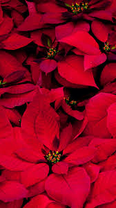 See My Collection Of Pretty Iphone And Android Flower Wallpapers And Backgroun Cellphone Wallpaper Backgrounds Flower Wallpaper Christmas Wallpaper Iphone Cute