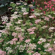 Image result for Pimpinella robynsii