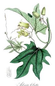 Image result for Afroqueta