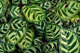 Penyebab daun calathea menggulung, kering, dan menguning. 6 Penyebab Daun Calathea Menguning Dan Cara Mengatasinya Halaman All Kompas Com