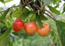 Your rainier cherry tree is in flowering group 2. Cherries Pod Easy Edible Gardening