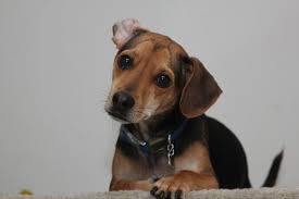 Profile for T-Rex Nickerson