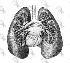 An original vintage human anatomy dissection bookplate print from 1908 featuring the internal organs of the human body. Antique Image Human Anatomical Lungs Retro Drawing Picture Instant Download Printable Clipart Black And White Digital Graphic Hq 300dpi In 2021 Pictures To Draw Antique Images Clipart Black And White