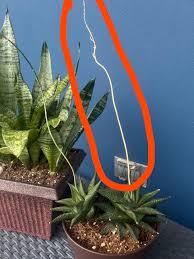 Image result for Haworthia limifolia