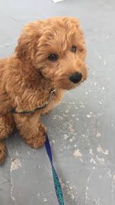 More images for goldendoodle puppies denver colorado » Mini Goldendoodle Puppies Colorado The Y Guide