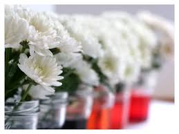Experiment with rainbow colored flowers & celery. Simple Science For Kids Color Changing Flowers