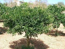 The biggest difference is in the petiole: Citrus Deliciosa Wikipedia