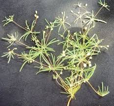 Image result for Hypertelis cerviana