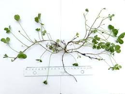 Image result for Microcharis asparagoides