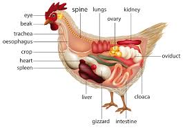 chicken anatomy 101 everything you need to know