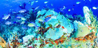 The underwater landscape structure, tropical latitude and sea ocean currents make belize the proud home of the largest living coral reef in the western hemisphere. 3 Tank Dive Belize Barrier Reef Belize Scuba Diving Ambergris Divers