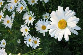 White flowers that look like sunflowers. 45 Types Of White Flowers With Pictures Flower Glossary