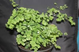 It starts as a small patch of transparent brown and spreads until the leaf is. Mudflower Variegated Maidenhair Fern Adiantum Raddianum Variegata In Australia
