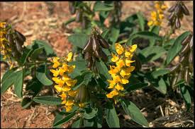 Image result for Crotalaria rhodesiae