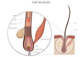 During the anagen phase, your hair grows around half an inch a month about 6 inches a year, and faster in the summer than in winter. The Science Of Hair Growth Men S Health Atlanta