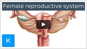 Image result for female sex organ