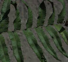 Image result for Ampelopteris prolifera