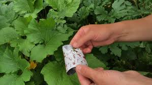 There are a few answers to this question, some are more serious than others and some have easy cures. Zucchini Growing Problems 10 Common Issues And How To Overcome Them