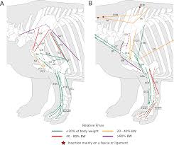 First 6 4 walk 2 s. Limb Myology And Muscle Architecture Of The Indian Rhinoceros Rhinoceros Unicornis And The White Rhinoceros Ceratotherium Simum Mammalia Rhinocerotidae Peerj