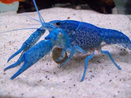 Once they reach maturity, they seek out a mate and the crawfish life cycle begins all over again. Blue Lobster Crayfish Crayfish Blue Lobster Live Aquarium Fish
