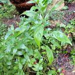 Image result for Hypoestes forskaolii