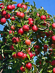 Check spelling or type a new query. Annie S Annuals Perennials In Pursuit Of Delicious Fruit