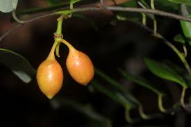 Image result for Monanthotaxis buchananii