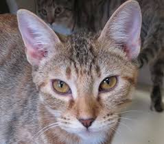Adopt Lanie On Petfinder Cats And Kittens Animals Animal Shelter