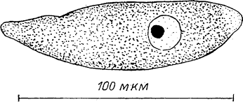 Image result for Lankesteria