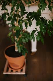 Image result for ficus benjamina en casa
