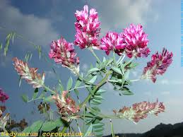 Image result for Hedysarum