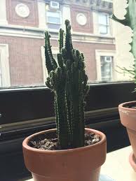 If it's not if your cactus is an outdoor plant, try to make the last cut at an angle so that water won't settle on top of the. Do You Prune A Cactus Should I Cut Back Some Of The Small Branches To Make The Plant Grow Better Cactus