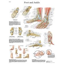 foot and ankle stickychart