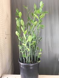 Image result for Brachystephanus