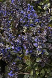 Image result for Euploca katangensis