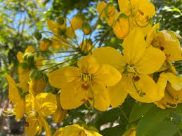 Image result for Cassia thyrsoidea
