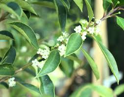 Image result for Ilex mitis