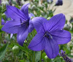 Bees fertilize the flowers and bring pollen from other apple trees to do this. Summer Blooming Plants 25 Favorites For Long Season Color